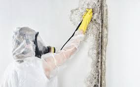 Best Asbestos and Lead Testing During Mold Inspection  in Cedar Rapids, IA